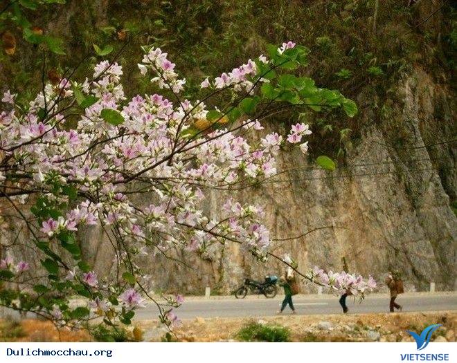 hành trình Mộc Châu Có Gì Những Ngày Xuân Tháng 3 - Ảnh 7