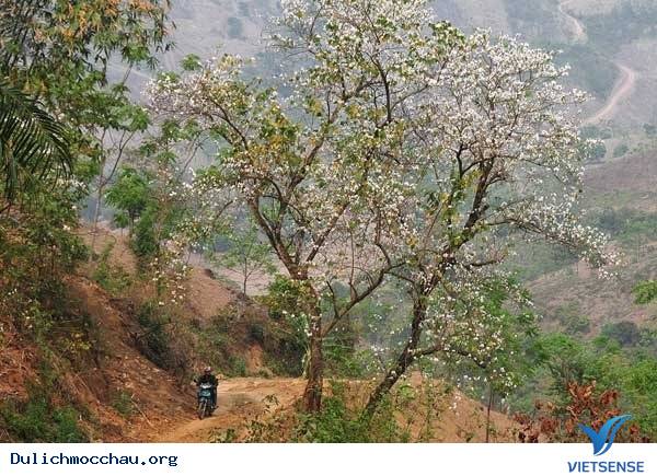 hành trình Mộc Châu Có Gì Những Ngày Xuân Tháng 3 - Ảnh 11