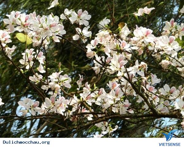 hành trình Mộc Châu Có Gì Những Ngày Xuân Tháng 3 - Ảnh 2