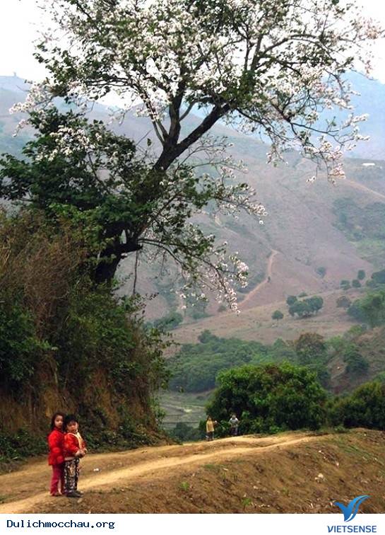 hành trình Mộc Châu Có Gì Những Ngày Xuân Tháng 3 - Ảnh 9