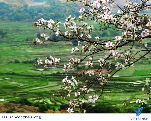hành trình Mộc Châu Có Gì Những Ngày Xuân Tháng 3 - Ảnh 5