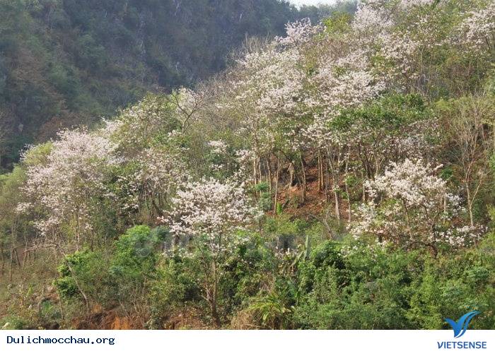 hành trình Mộc Châu Có Gì Những Ngày Xuân Tháng 3 - Ảnh 13