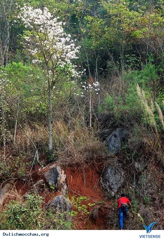 hành trình Mộc Châu Có Gì Những Ngày Xuân Tháng 3 - Ảnh 8