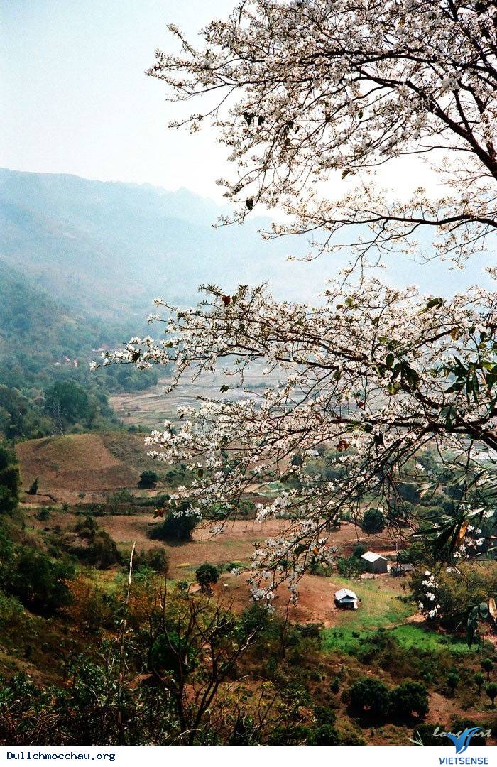hành trình Mộc Châu Có Gì Những Ngày Xuân Tháng 3 - Ảnh 14