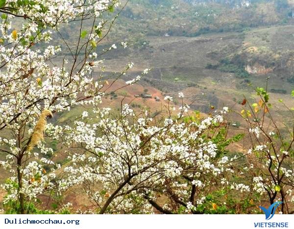 hành trình Mộc Châu Có Gì Những Ngày Xuân Tháng 3 - Ảnh 15
