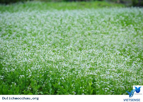 hành trình Mộc Châu Để Ngắm Cải Trắng Tinh Khôi - Ảnh 4 hành trình Mộc Châu Để Ngắm Cải Trắng Tinh Khôi - Ảnh 4