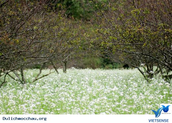 hành trình Mộc Châu Để Ngắm Cải Trắng Tinh Khôi - Ảnh 2 hành trình Mộc Châu Để Ngắm Cải Trắng Tinh Khôi - Ảnh 2