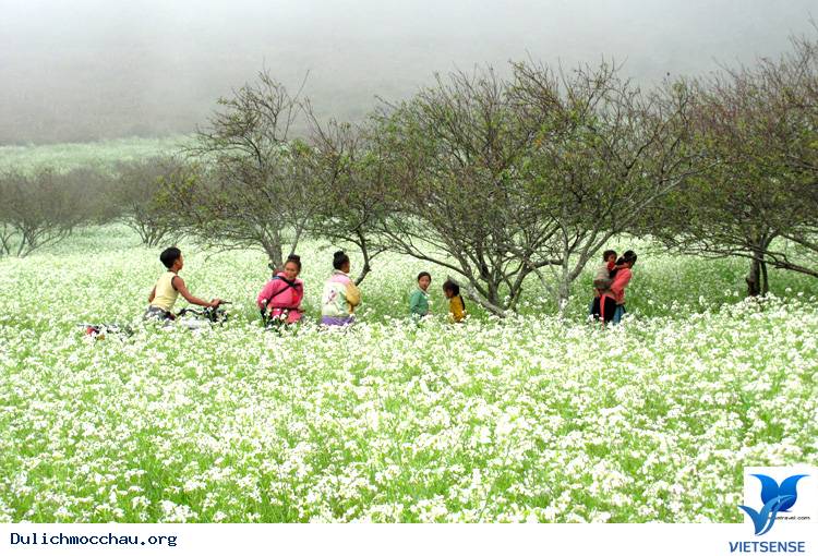Lên Mộc Châu Ngắm Hoa Cải Trắng Tinh Khôi Lên Mộc Châu Ngắm Hoa Cải Trắng Tinh Khôi