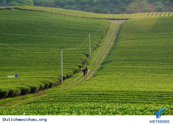 hành trình Mộc Châu Đến Thưởng Thức Vẻ Đẹp Của Những Nương Chè - Ảnh 1 hành trình Mộc Châu Đến Thưởng Thức Vẻ Đẹp Của Những Nương Chè - Ảnh 1