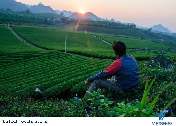 hành trình Mộc Châu Đến Thưởng Thức Vẻ Đẹp Của Những Nương Chè - Ảnh 3 hành trình Mộc Châu Đến Thưởng Thức Vẻ Đẹp Của Những Nương Chè - Ảnh 3