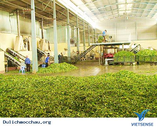 trải nghiệm Mộc Châu Gắn Sản Xuất Chề Biến Chè Với Việc Phát triển Lữ Hành
 - Ảnh 2