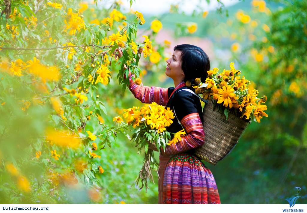 Mộc Châu tháng 10, 11, 12 – mùa hoa cải, hoa tam giác mạch, hoa dã quỳ.....v.v Mộc Châu tháng 10, 11, 12 – mùa hoa cải, hoa tam giác mạch, hoa dã quỳ.....v.v