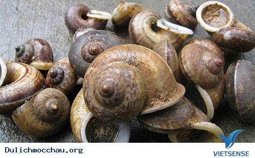 Đặc sản ốc đá Suối Bàng