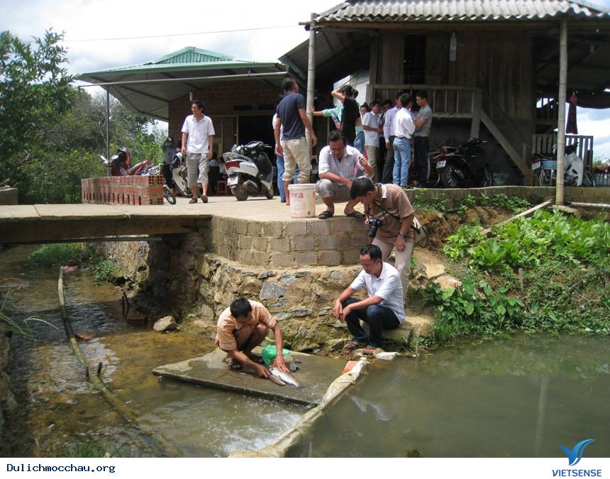 Cá Hồi Mộc Châu - Ảnh 5