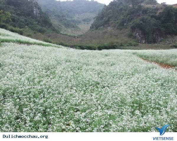hành trình Mộc Châu Những Mùa Hoa Đẹp Không Thể Cưỡng Lại - Ảnh 8