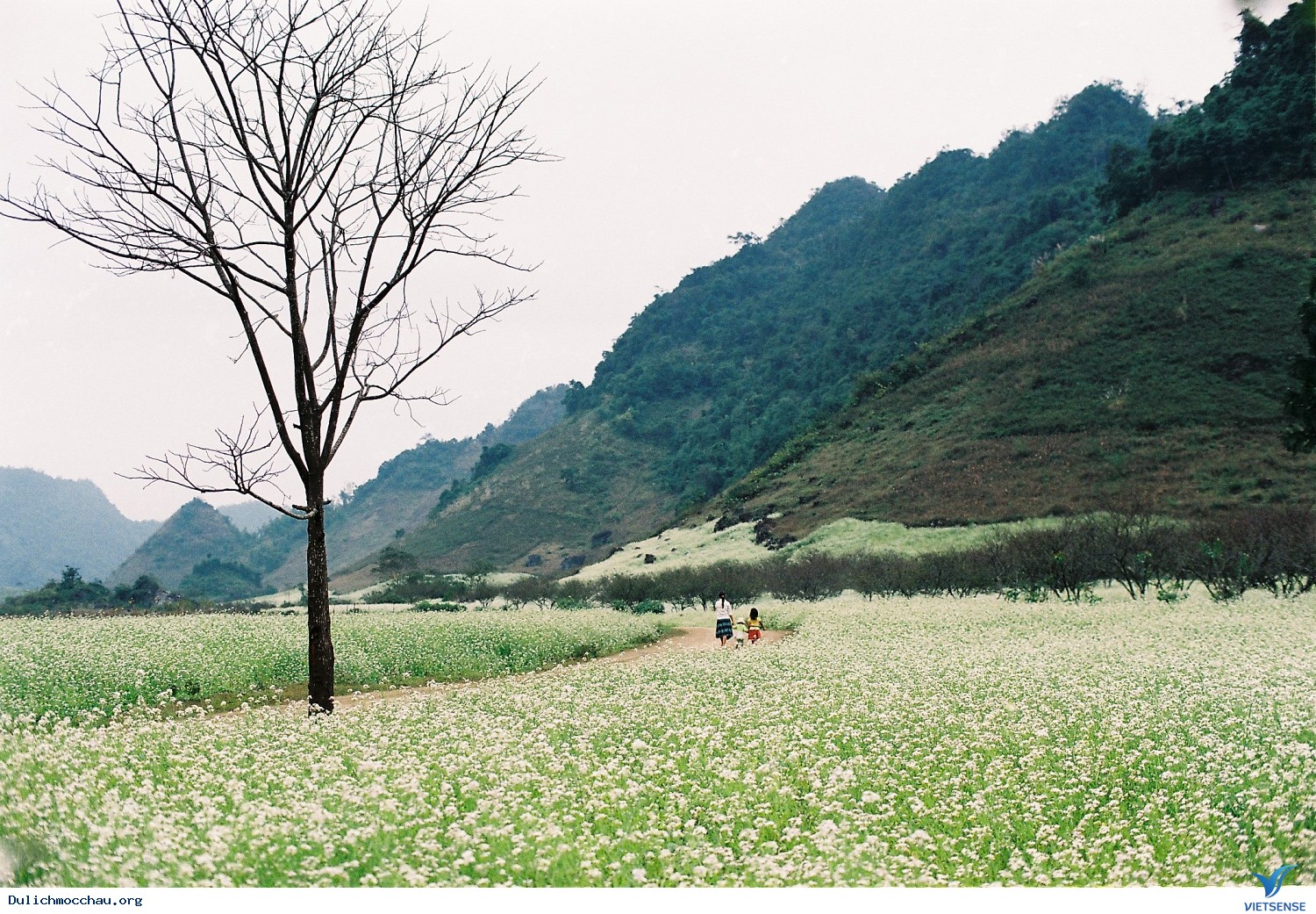 hành trình Mộc Châu Những Mùa Hoa Đẹp Không Thể Cưỡng Lại - Ảnh 7