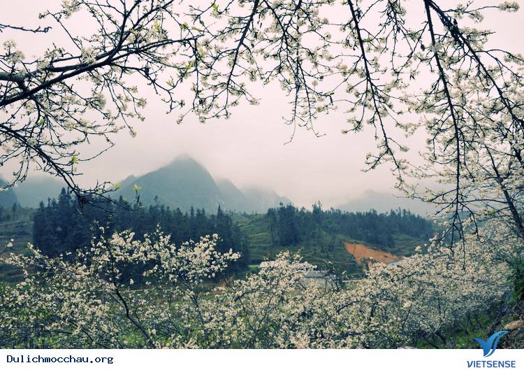 hành trình Mộc Châu Những Mùa Hoa Đẹp Không Thể Cưỡng Lại - Ảnh 4