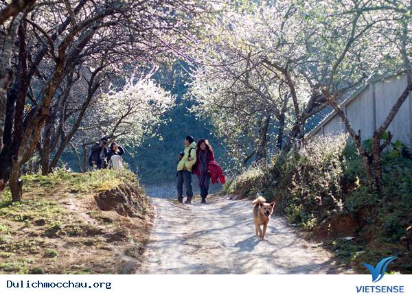 hành trình Mộc Châu Những Mùa Hoa Đẹp Không Thể Cưỡng Lại - Ảnh 5