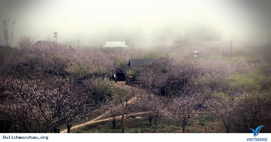 hành trình Mộc Châu Những Mùa Hoa Đẹp Không Thể Cưỡng Lại - Ảnh 1