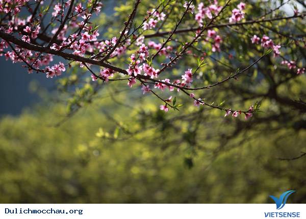 hành trình Mộc Châu Những Mùa Hoa Đẹp Không Thể Cưỡng Lại - Ảnh 2