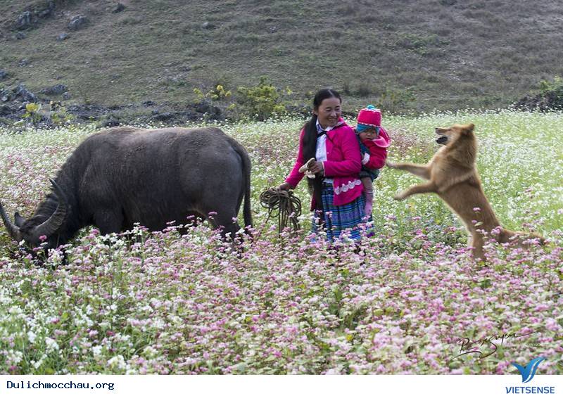 hành trình Mộc Châu Những Ngày Tháng 12 Âm Đón Tết Cùng Người H'mông - Ảnh 3