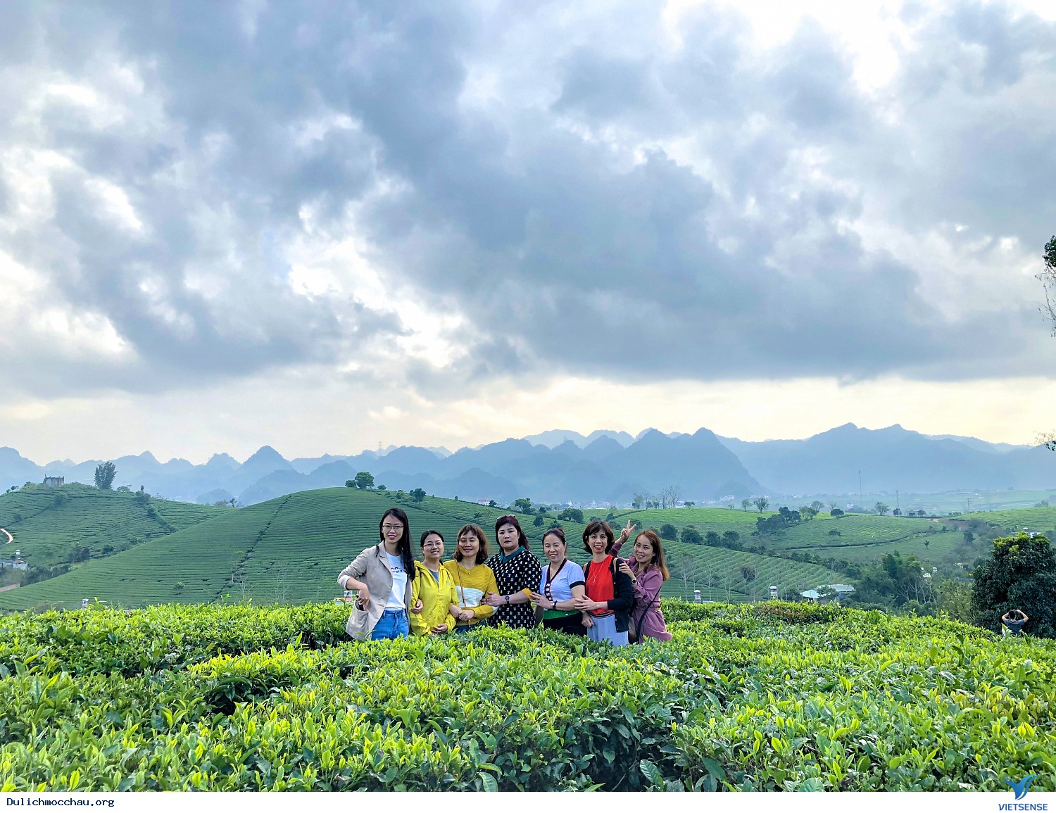 Rực rỡ sắc vàng của hoa dã quỳ Mộc Châu tháng 11