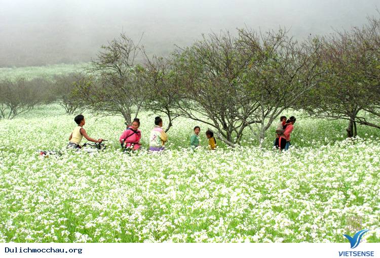Ngắm Hoa Cải Mộc Châu Tháng 11