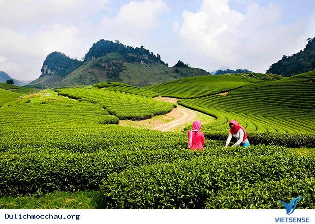 hành trình Mộc Châu Tháng 4 Hái Đào, Ngắm Đồi Chè Xanh Mướt - Ảnh 1 hành trình Mộc Châu Tháng 4 Hái Đào, Ngắm Đồi Chè Xanh Mướt - Ảnh 1