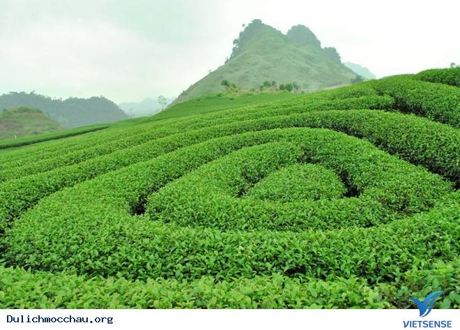 hành trình Mộc Châu Tháng 4 Hái Đào, Ngắm Đồi Chè Xanh Mướt - Ảnh 2 hành trình Mộc Châu Tháng 4 Hái Đào, Ngắm Đồi Chè Xanh Mướt - Ảnh 2