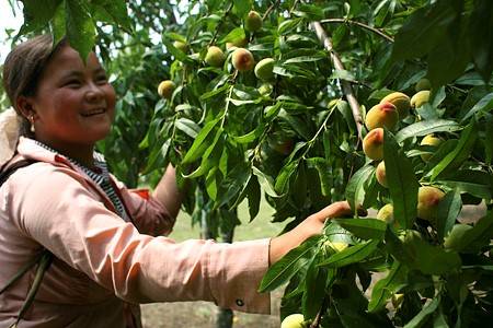 hành trình Mộc Châu Tháng 4 Hái Đào, Ngắm Đồi Chè Xanh Mướt - Ảnh 3 hành trình Mộc Châu Tháng 4 Hái Đào, Ngắm Đồi Chè Xanh Mướt - Ảnh 3