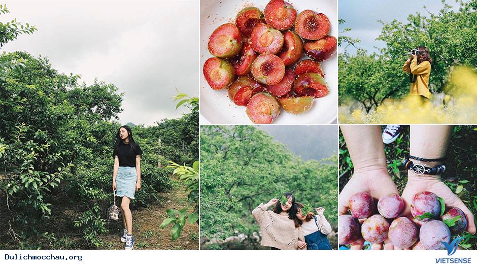 hành trình Mộc Châu tháng 5 thưởng thức mận chín đỏ rực - Ảnh 1 hành trình Mộc Châu tháng 5 thưởng thức mận chín đỏ rực - Ảnh 1
