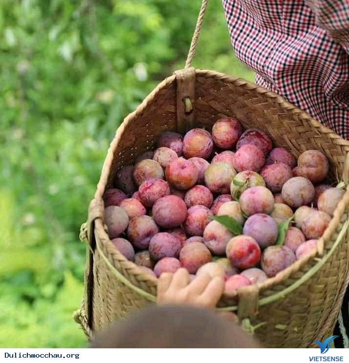 hành trình Mộc Châu tháng 5 thưởng thức mận chín đỏ rực - Ảnh 2 hành trình Mộc Châu tháng 5 thưởng thức mận chín đỏ rực - Ảnh 2