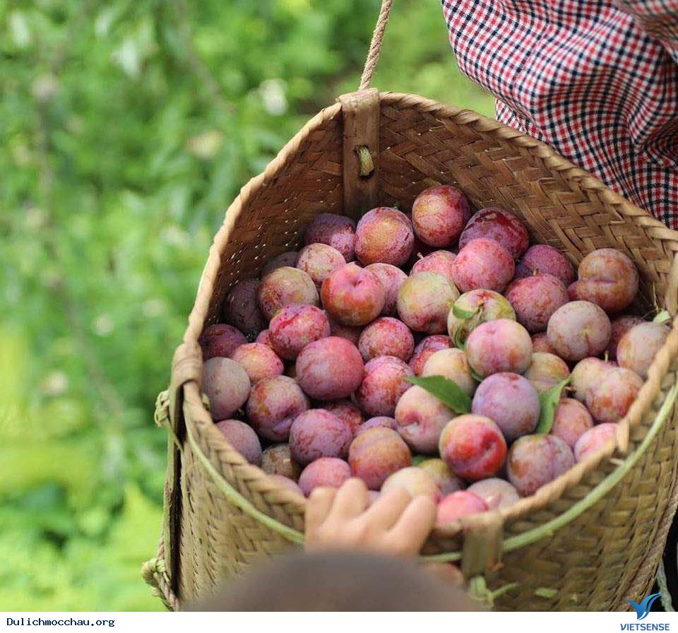 hành trình Mộc Châu tháng 6 thưởng thức trái cây tươi sạch - Ảnh 3