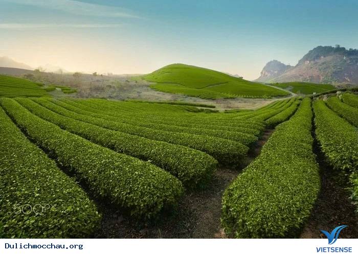Đồi Chè Xanh Mướt Tháng 9 Ở Mộc Châu - Ảnh 1