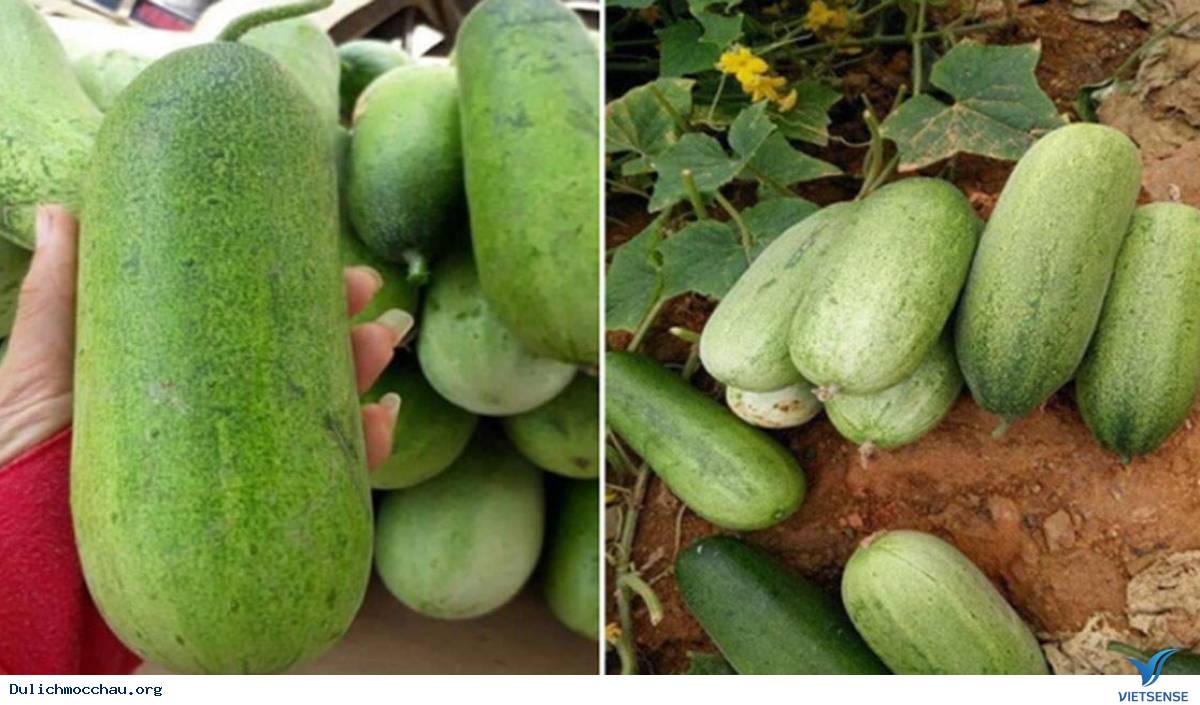 Những Thức Quà Mộc Châu Hấp Dẫn Mùa Này - Ảnh 2