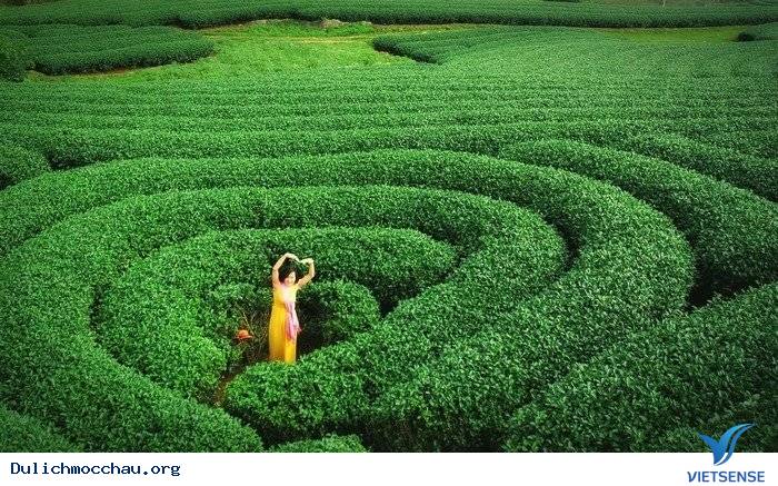 Đồi Chè Xanh Mướt Tháng 9 Ở Mộc Châu - Ảnh 6