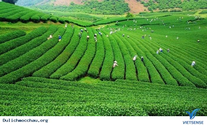 Đồi Chè Xanh Mướt Tháng 9 Ở Mộc Châu - Ảnh 4