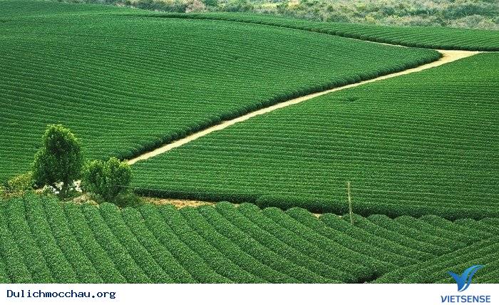 Đồi Chè Xanh Mướt Tháng 9 Ở Mộc Châu - Ảnh 3