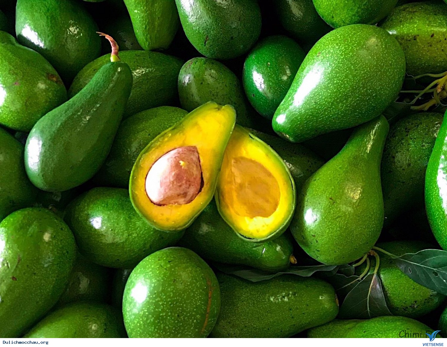 Thưởng Thức Mùa Bơ Mộc Châu Xanh Mướt