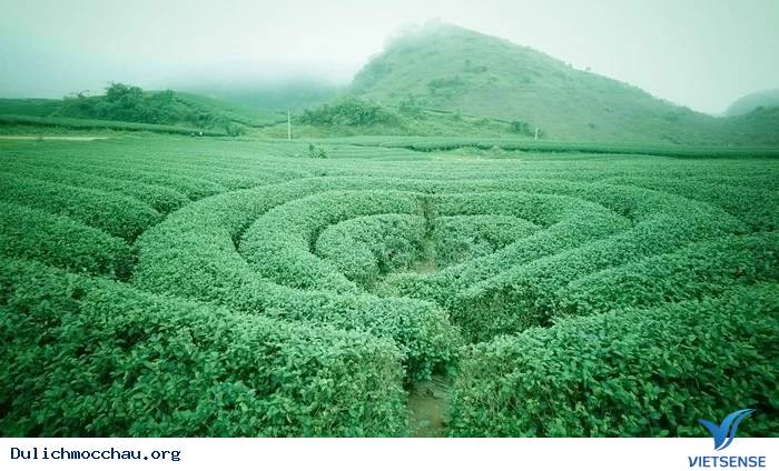 Đồi Chè Xanh Mướt Tháng 9 Ở Mộc Châu - Ảnh 5