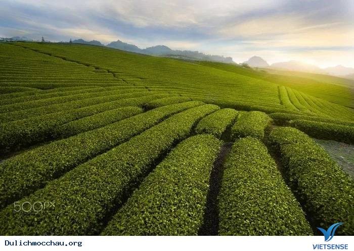 Đồi Chè Xanh Mướt Tháng 9 Ở Mộc Châu - Ảnh 2