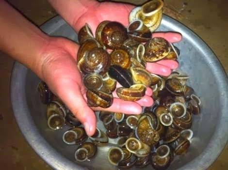 Ốc đá ở Suối Bàng