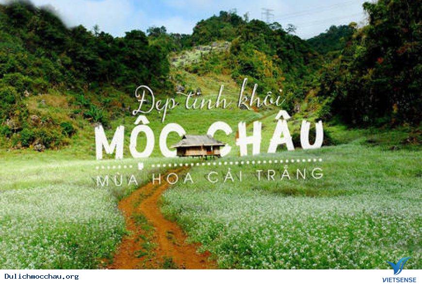hành trình Mộc Châu từ tháng 10 đến tháng 11 để thưởng thức mùa hoa cải hành trình Mộc Châu từ tháng 10 đến tháng 11 để thưởng thức mùa hoa cải