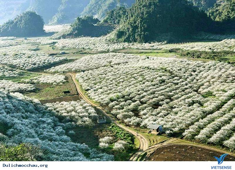 hành trình Mộc Châu từ tháng 3 đến tháng 4 mùa hoa Ban (hoa Bauhinia) hành trình Mộc Châu từ tháng 3 đến tháng 4 mùa hoa Ban (hoa Bauhinia)