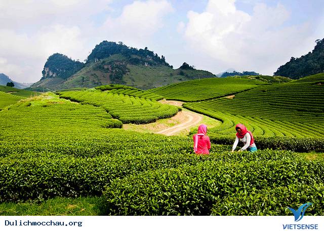 hành trình Mộc Châu Và Những Tiềm Năng Phát Triển - Ảnh 1