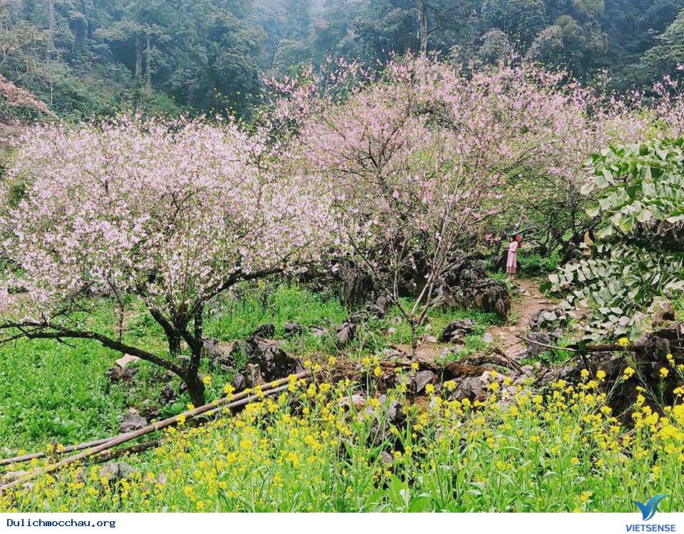 hành trình ở Mộc Châu - Ảnh 2