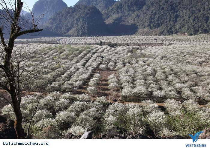 hành trình thung lũng mận Nà Ka Mộc Châu - Ảnh 1 hành trình thung lũng mận Nà Ka Mộc Châu - Ảnh 1