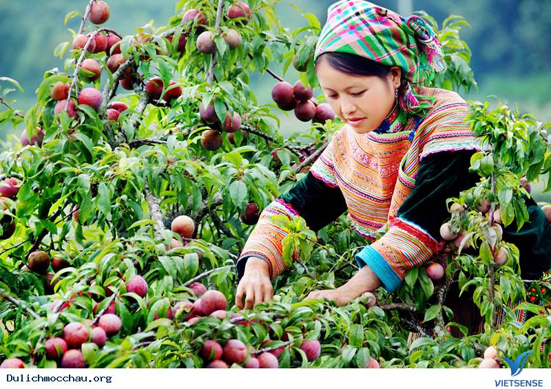 Trải nghiệm ngọt ngào tại thung lũng mận Nà Ka - Ảnh 1 Trải nghiệm ngọt ngào tại thung lũng mận Nà Ka - Ảnh 1