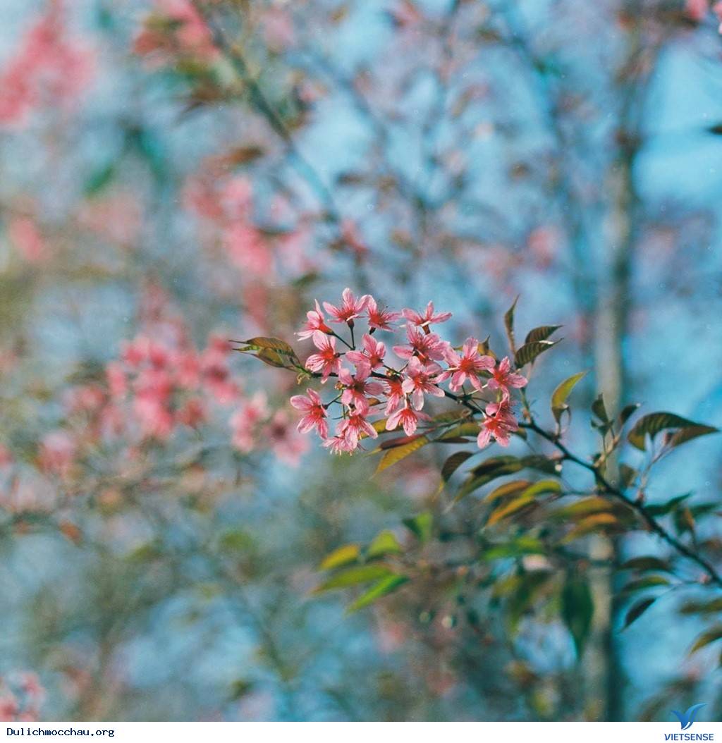 Du Xuân Mộc Châu Ngắm Mai Anh Đào Đầy Lãng Mạn - Ảnh 4