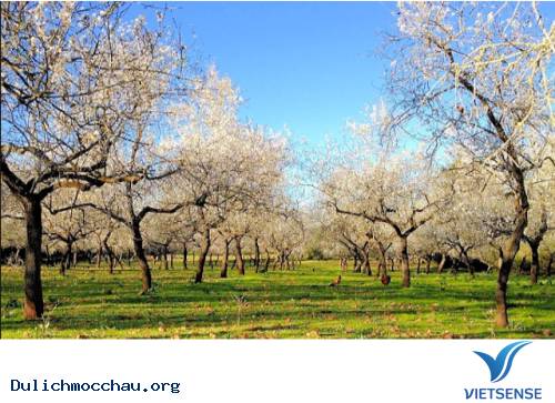 Đường Hoa Hạnh Nhân Lãng Mạn Trên Đảo Ibiza - Ảnh 1